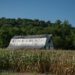 Old barn beside a cornfield photographed in Illinois on the drive home after seeing Union Pacific Big Boy 4014