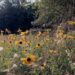 Wildflowers growing along an abandoned Illinois Central railroad spur near the former Freeman Spur coal mine.