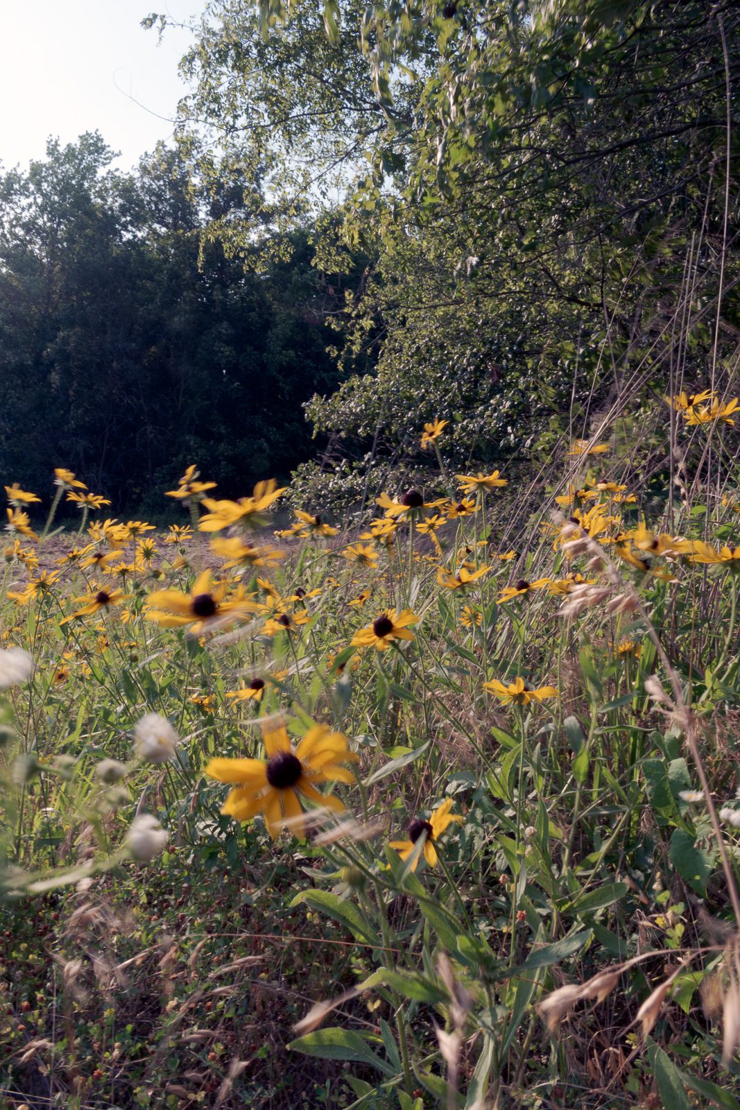 Wildflowers growing along an abandoned Illinois Central railroad spur near the former Freeman Spur coal mine.